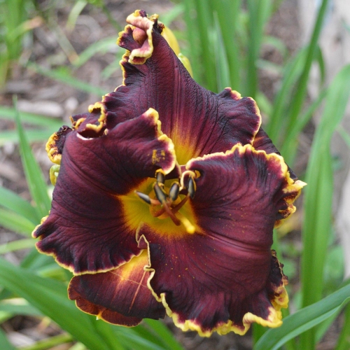 Daylily-Blessings-Beyond-Measure-1200x-DSC 0292