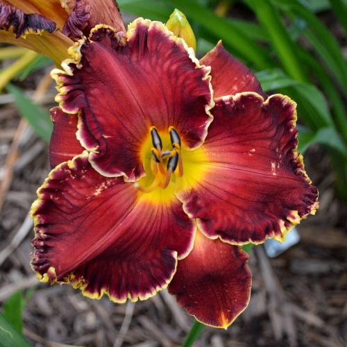 Daylily-Blessings-Beyond-Measure-1200x-DSC 0446