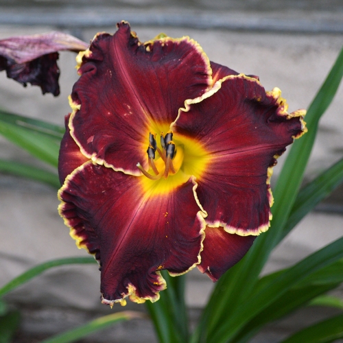 Daylily (Hemerocallis) Blessings Beyond Measure