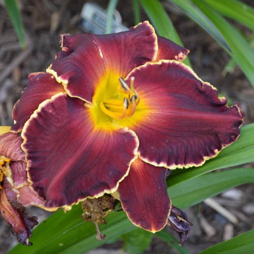 Daylily-Blessings-Beyond-Measure-1200x-DSC 0597