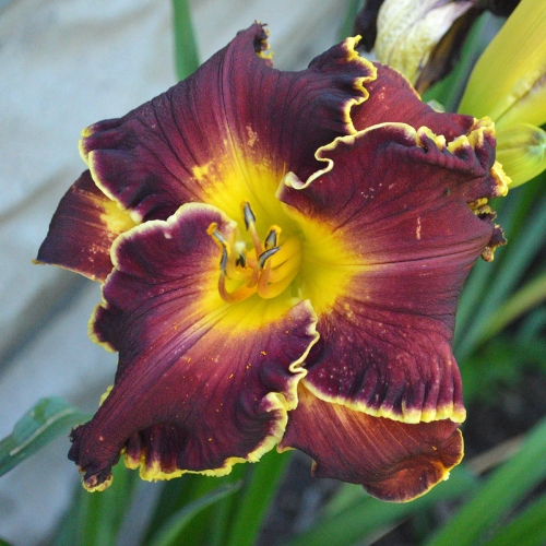 Daylily-Blessings-Beyond-Measure-1200x-DSC 0960
