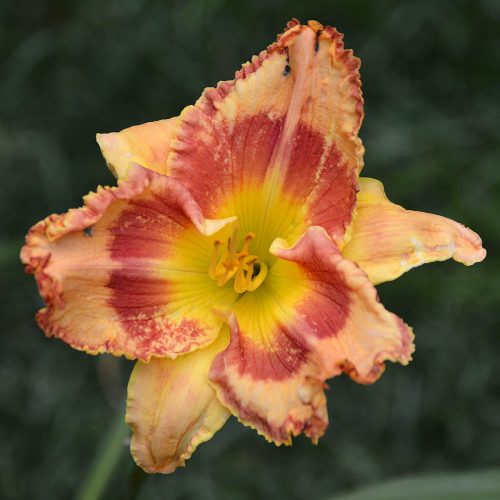 Daylily-Bloom-Where-Youre-Planted-1200x-DSC 0052