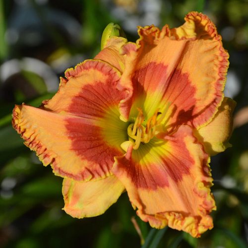 Daylily-Bloom-Where-Youre-Planted-1200x-DSC 0597