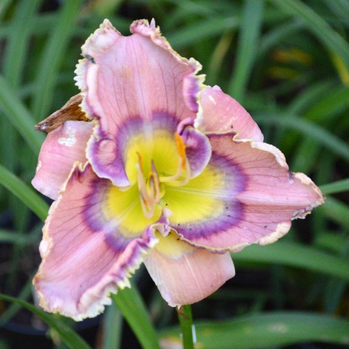 Daylily-Blue-Martini-1200x-DSC 0121