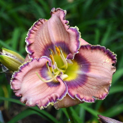 Daylily-Blue-Martini-1200x-DSC 0432