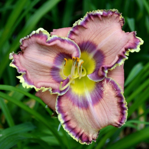 Daylily-Blue-Martini-1200x-DSC 0644