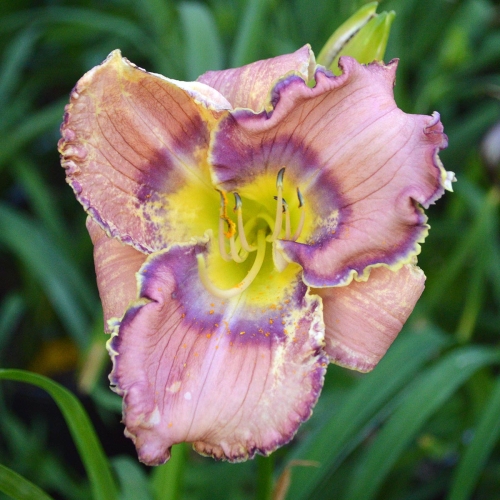 Daylily-Blue-Martini-1200x-DSC 0954