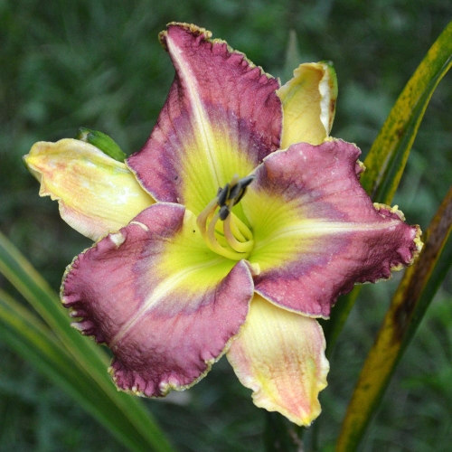 Daylily (Hemerocallis) Blue Ringed Octopuse