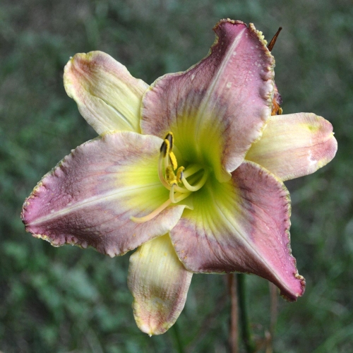 Daylily-Blue-Ringed-Octopus-1200x-DSC 0271