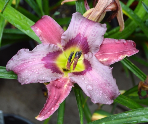 Daylily-Blueberry-Breakfast-1200h-DSC 0092
