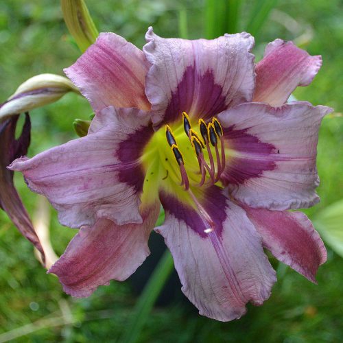 Daylily-Blueberry-Breakfast-1200x-DSC 0038