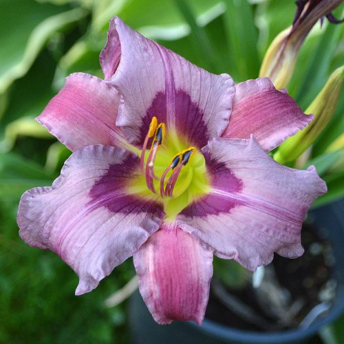 Daylily-Blueberry-Breakfast-1200x-DSC 0039