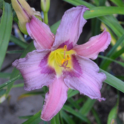 Daylily-Blueberry-Breakfast-1200x-DSC 0041