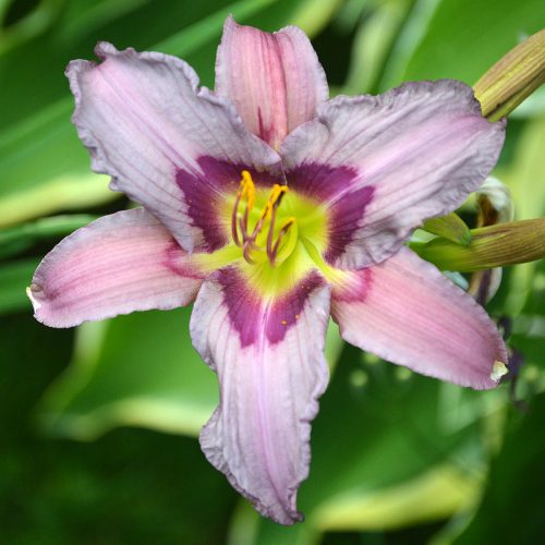 Daylily-Blueberry-Breakfast-1200x-DSC 0052