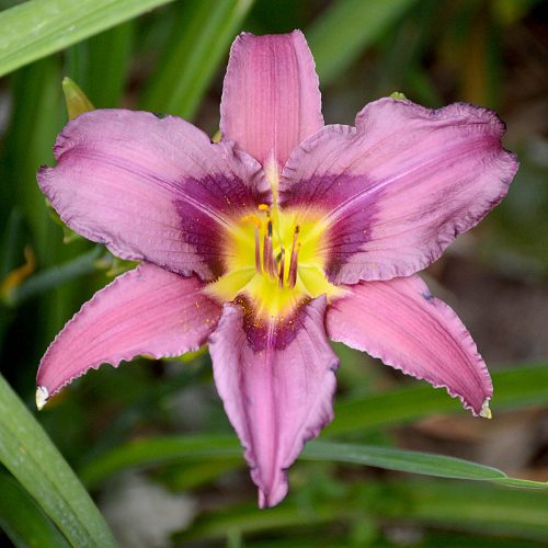Daylily-Blueberry-Breakfast-1200x-DSC 0052 (1)