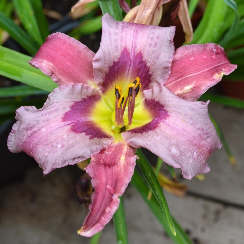 Daylily-Blueberry-Breakfast-1200x-DSC 0120