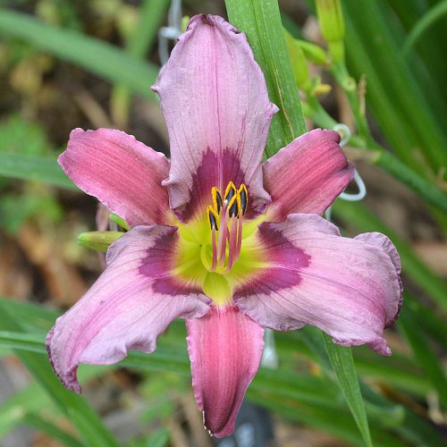 Daylily-Blueberry-Breakfast-1200x-DSC 0161