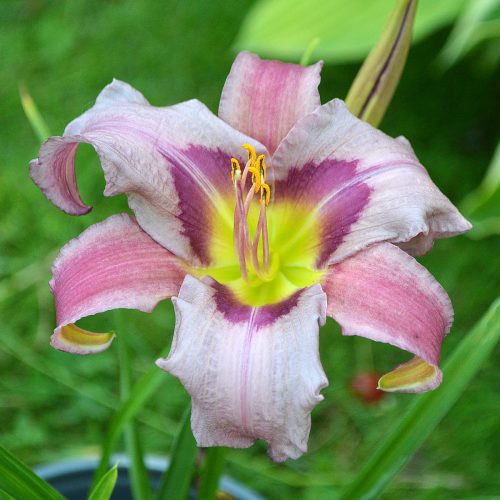 Daylily-Blueberry-Breakfast-1200x-DSC 0325