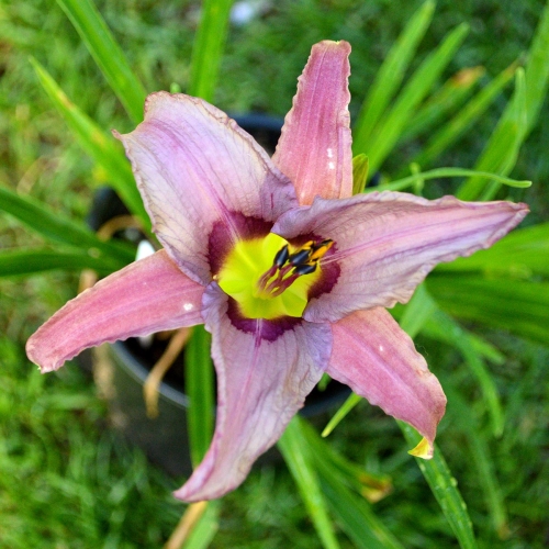 Daylily-Blueberry-Breakfast-1200x-DSC 0667