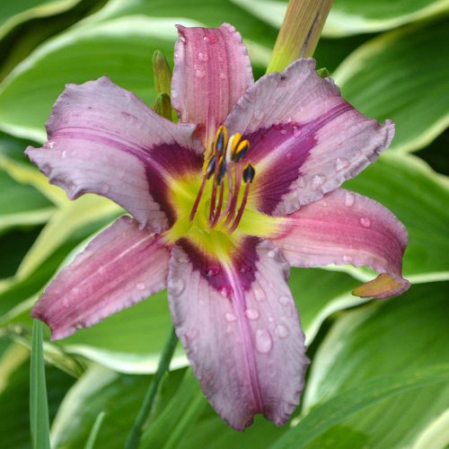 Daylily-Blueberry-Breakfast-1200x-DSC 0669