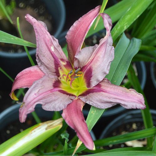 Daylily-Blueberry-Breakfast-1200x-DSC 0812