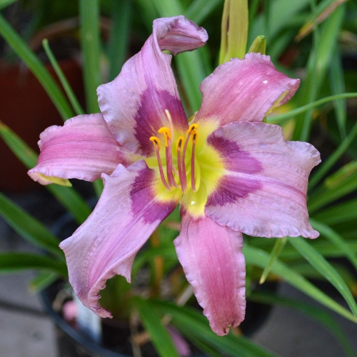 Daylily-Blueberry-Breakfast-1200x-DSC 0881