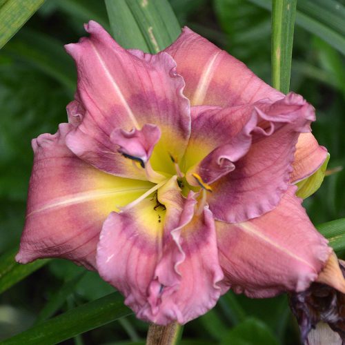 Daylily-Blueberry-Strudel-1200x-DSC 0036