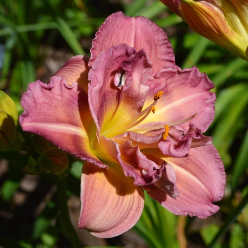 Daylily-Blueberry-Strudel-1200x-DSC 0137