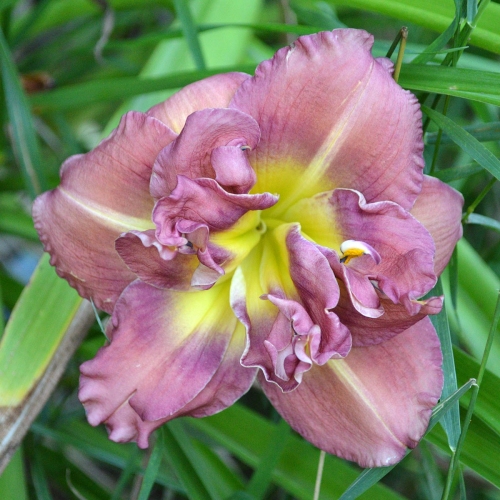 Daylily-Blueberry-Strudel-1200x-DSC 0160