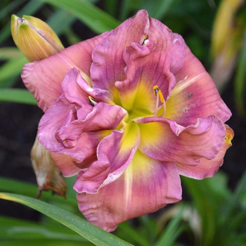 Daylily (Hemerocallis) Blueberry Strudel, Unregistered