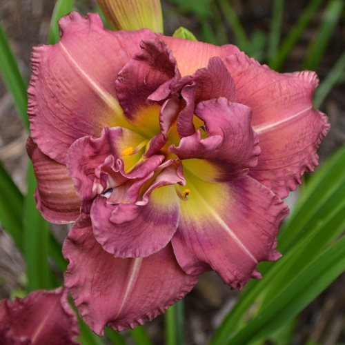 Daylily-Blueberry-Strudel-1200x-DSC 0244