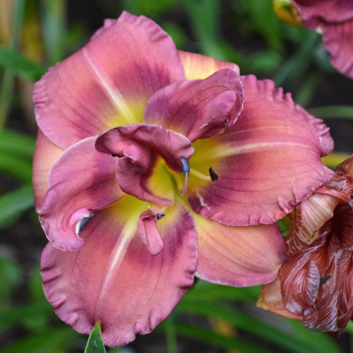 Daylily-Blueberry-Strudel-1200x-DSC 0285
