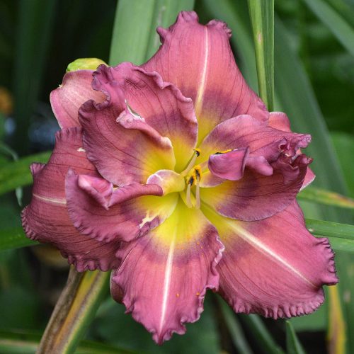 Daylily-Blueberry-Strudel-1200x-DSC 0319