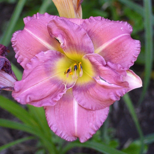 Daylily-Blueberry-Strudel-1200x-DSC 0364
