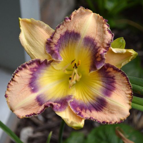 Daylily-Boca-Raton-1200x-DSC 0213