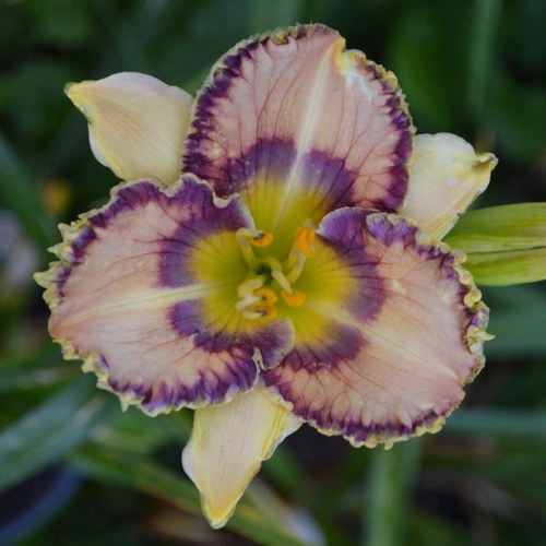 Daylily (Hemerocallis) Boca Raton