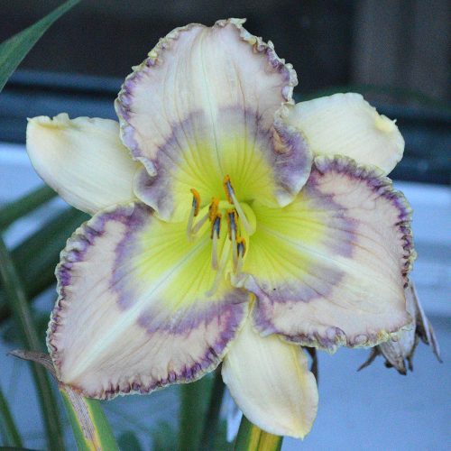 Daylily-Boca-Raton-1200x-DSC 0739