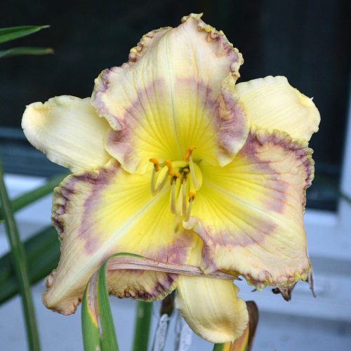 Daylily-Boca-Raton-1200x-DSC 0858
