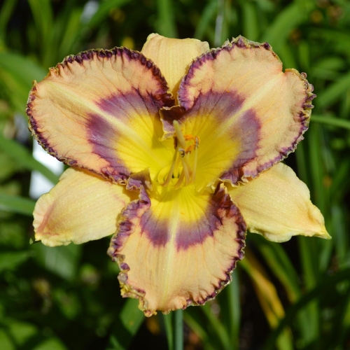 Daylily-Boca-Raton-1200x-DSC 0902