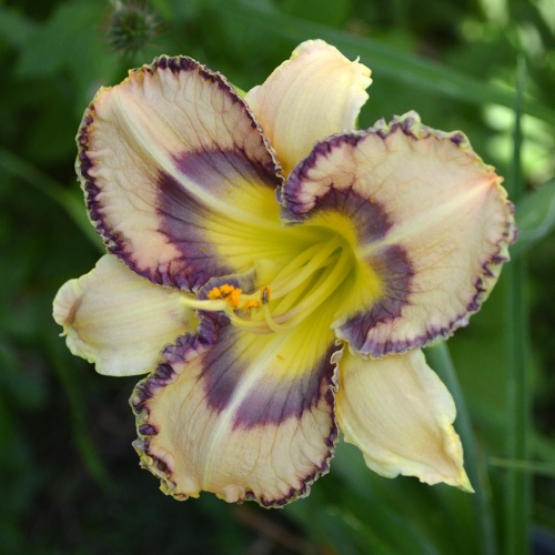Daylily-Boca-Raton-1200x-DSC 0907