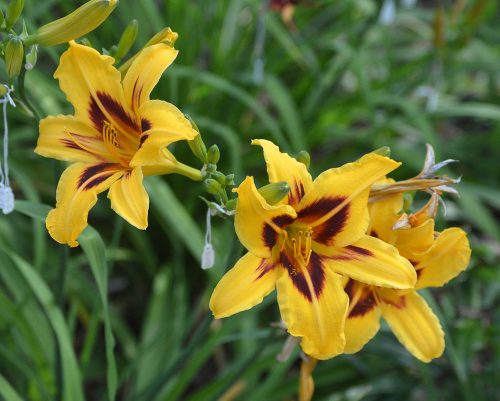 Daylily-Bonanza-1200h-DSC 0087