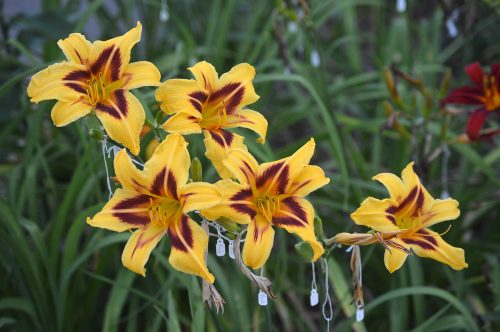 Daylily-Bonanza-1200h-DSC 0660