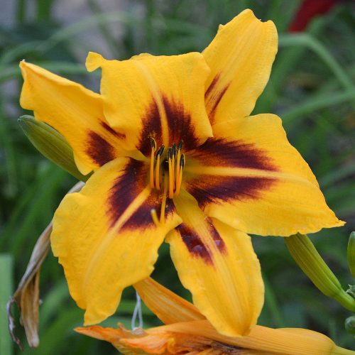 Daylily-Bonanza-1200x-DSC 0016