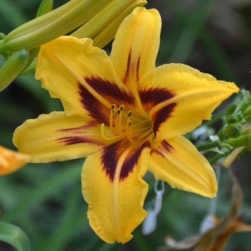 Daylily-Bonanza-1200x-DSC 0089