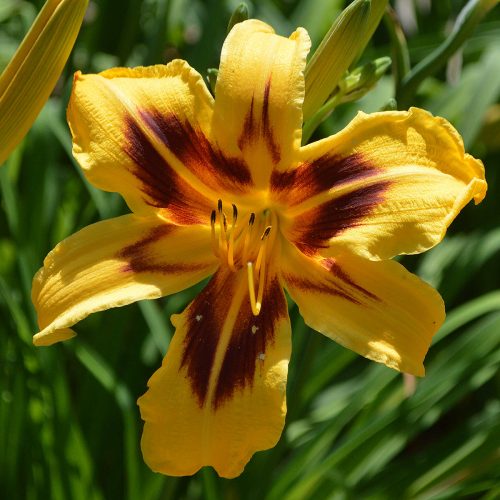 Daylily-Bonanza-1200x-DSC 0412