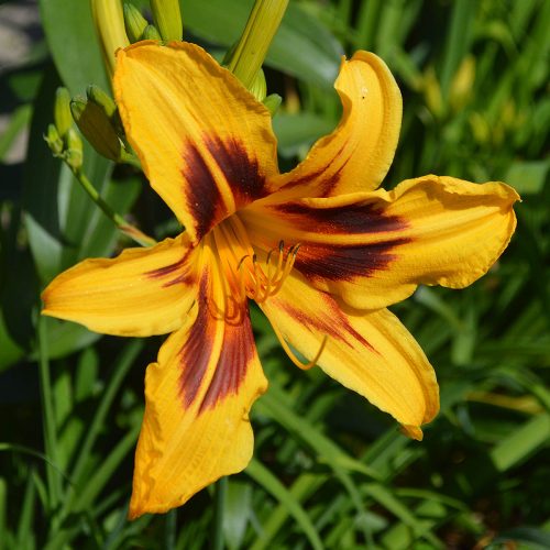 Daylily-Bonanza-1200x-DSC 0413