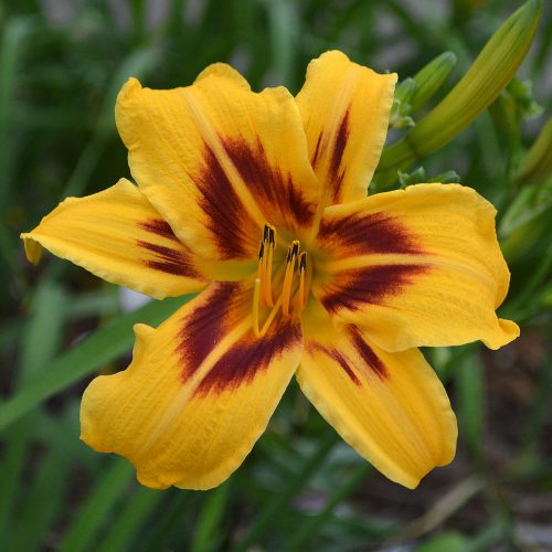 Daylily (Hemerocallis) Bonanza, unregistered