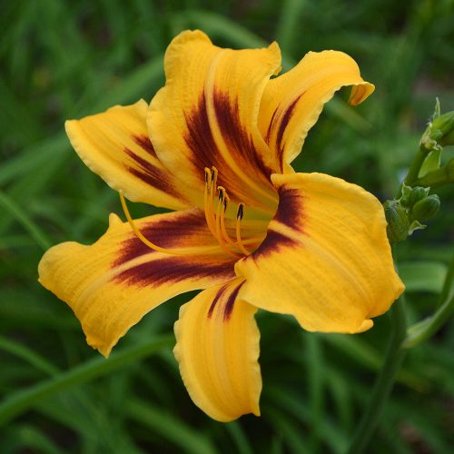 Daylily-Bonanza-1200x-DSC 0478 (1)