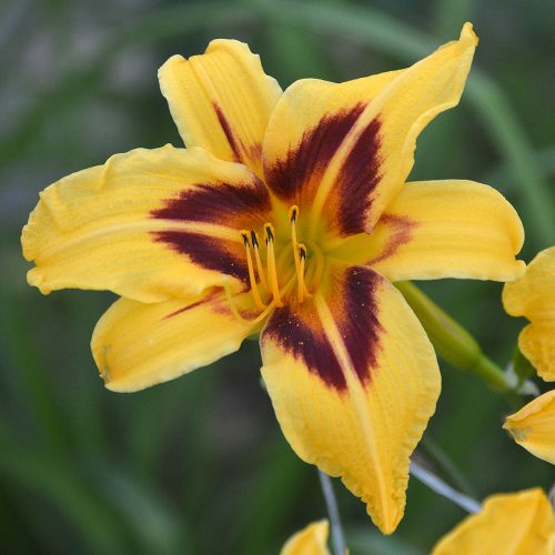 Daylily-Bonanza-1200x-DSC 0659