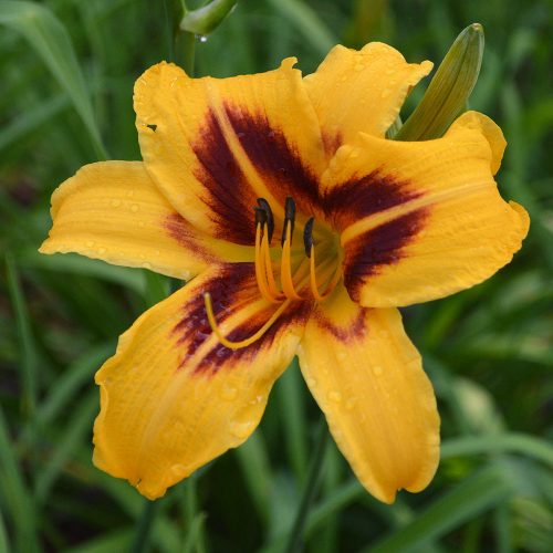Daylily-Bonanza-1200x-DSC 0729